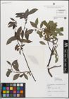 Foto von Salix myrsinifolia Salisb.